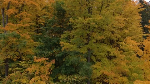 Forest in fall seen at perfect timing with different shades of colours Stock Footage 119179094