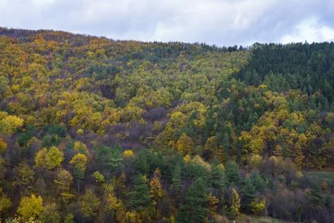 Forest in the fall with stormy clouds. Autumn concept Stock Photos