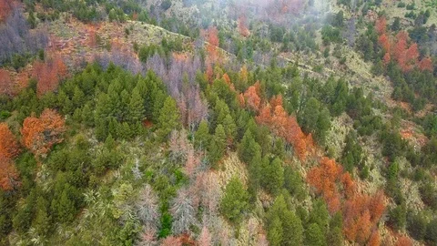 Forest at fall through clouds aerial Stock Footage 99162450