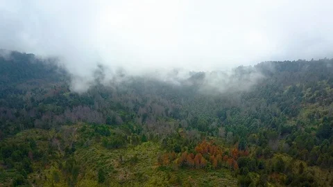 Forest at fall through clouds aerial Stock Footage 99163779