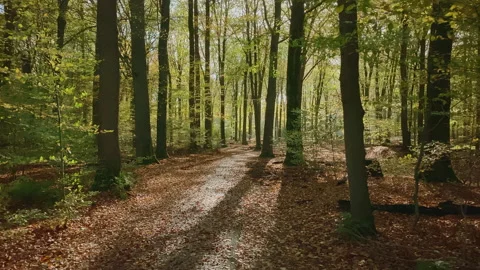 Forest at fall where the sun shines through the beech trees. Stock Footage 208965088