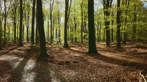 Forest at fall while the sun shines through the beech trees Stock Footage 209150131