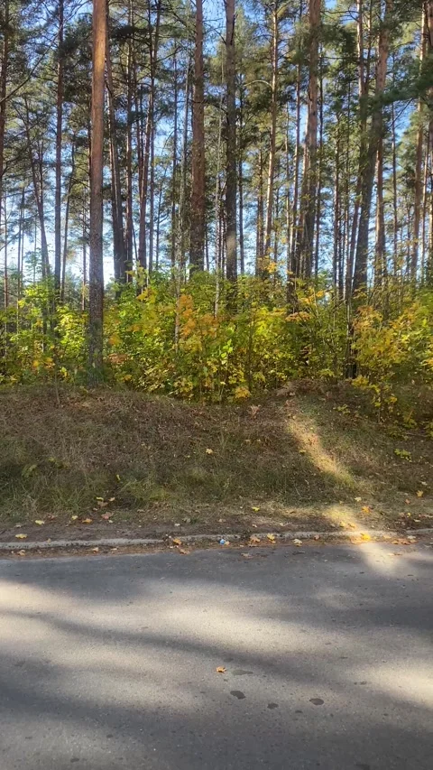 Forest in the fall. Yellowed leaves. Vegetation. Vertical video Stock Footage 287937713