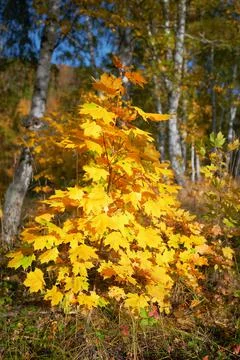 Forest in the fall. A young maple tree with bright yellow leaves. Stock Photos
