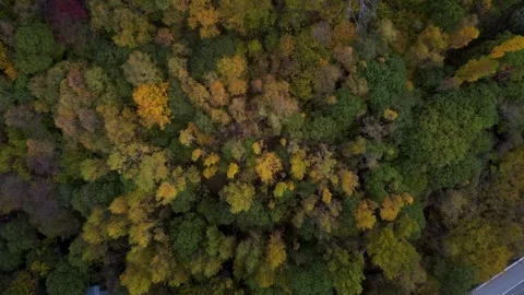 Forest in fall zenithal view 4K drone footage Stock Footage 296266864