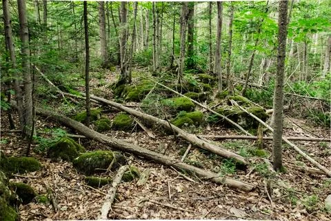 Forest with fallen dry trees 스톡 사진