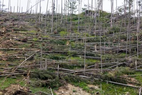Forest of fallen spruce trees Stock Photos
