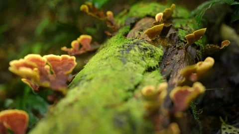 Forest fallen tree covered with moss and mushrooms in the forest Stock Footage 223289786
