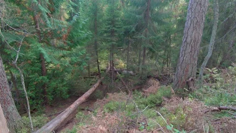 The Forest with fallen tree Stock Footage 238013536