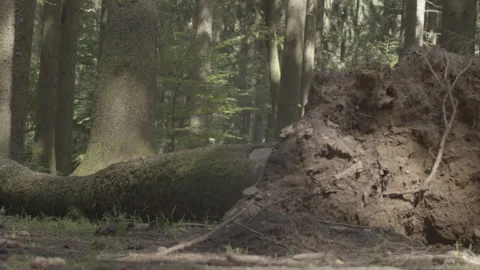 Forest with fallen tree Stock Footage 239923240