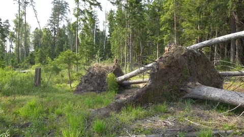 Forest Fallen Trees After Storm 4K Stock Footage 91359718