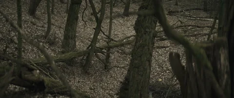 Forest with fallen trees anamorphic Stock Footage 297633480