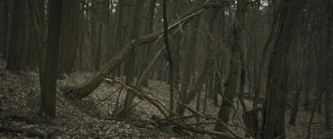 Forest with fallen trees anamorphic Stock Footage 297633483
