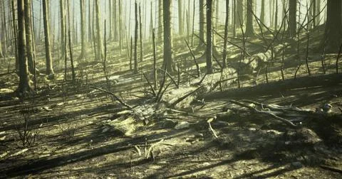 Forest with fallen trees and sunlight filtering through tall trunks Stock Illustration