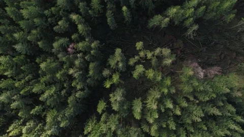 Forest fallen trees Stock Footage 171868556