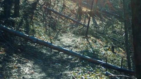 Forest. Fallen trees in the forest after a strong wind. Rays of sunlight break Stock Footage 315179641