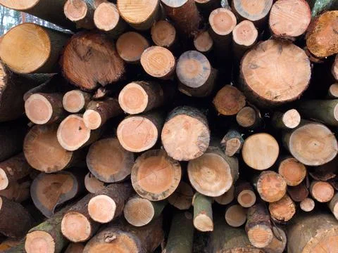 Forest fallen trees that lie in a heap, felling of trees began, concept of de Stock Photos