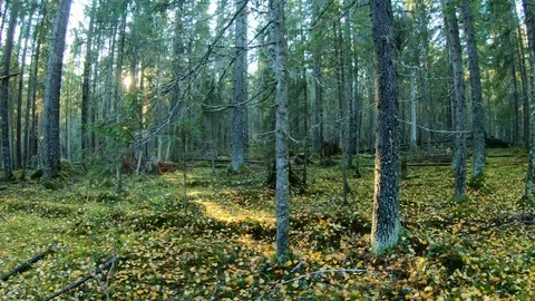 Forest with fallen yellow leaves. Stock Footage 97110983