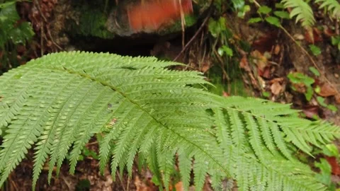 Forest falling leaf slow motion Stock Footage 149836205