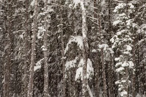 Forest with falling snow Foto stock