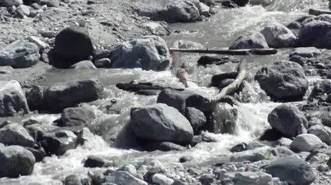 Forest Falls 2 動画素材 11075272