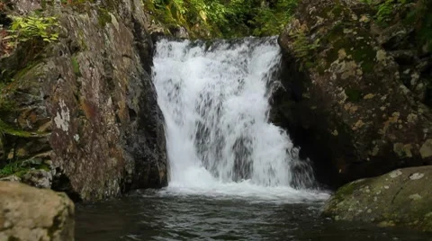 Forest falls Stock Footage 8653172