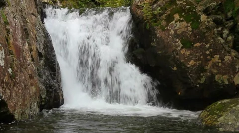 Forest falls Stock Footage 8653301