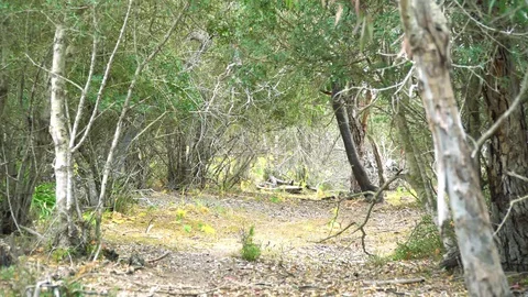 Forest fast zoom in Video stock 129788367