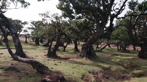 Forest featuring Uniquely Shaped Trees and Verdant, Lush Green Grass all around Stock Footage 320789522