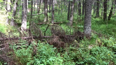 Forest with fell pine tree at summer day. Stock Footage 114776505