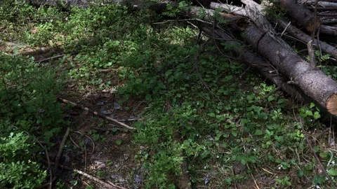 Forest with fell pine trees at summer day Stock Footage 113875276