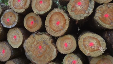 In forest felled trees lie in large stack, marked with pink paint for logging Stock Footage 284939600