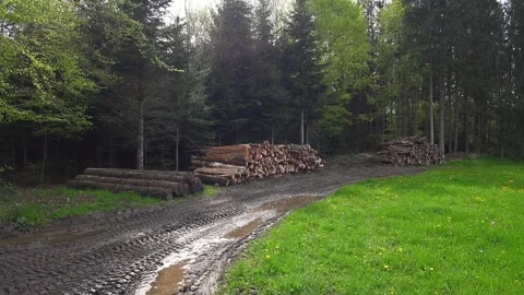 In forest felled trees lie in large stack, marked with pink paint for logging Stock Footage 284939786