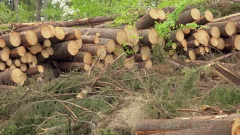 Forest felling, environmental destruction and global warming Vídeos de archivo 131074005
