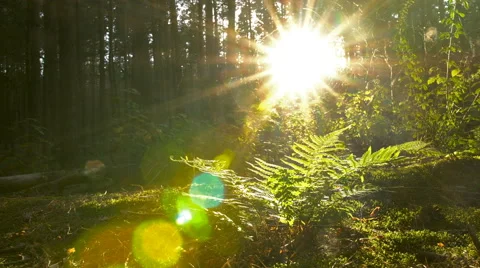 Forest fern on clearing 스톡 동영상 67109417