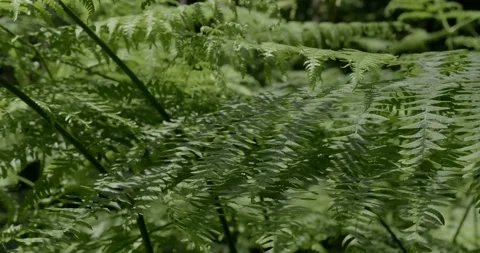 Forest with Fern Close-Up, Slow Camera Movement Stock Footage 331596899