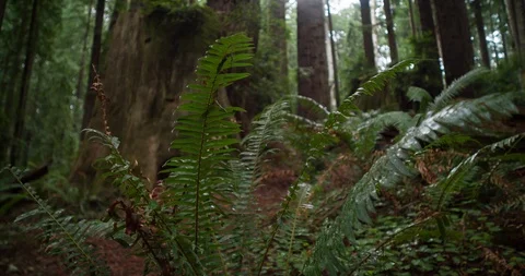 Forest fern Stock Footage 102223722
