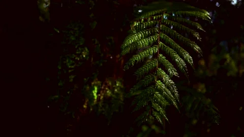 Forest Fern Video stock 164564307