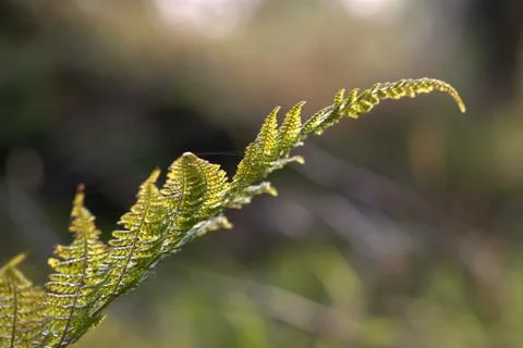 Forest Fern leaf Stock Photos