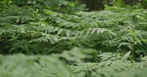 Forest fern in spring. Stock Footage 132261531