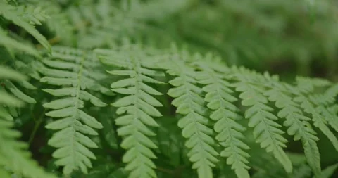Forest fern in spring. Stock Footage 132261796
