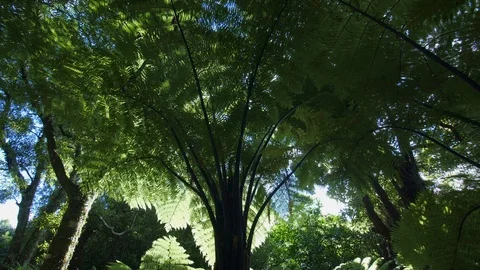 Forest Fern Tree 스톡 동영상 108682193