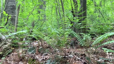 Forest Ferns with Horizontal Pan Stock Footage 241524206