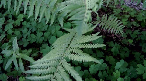 Forest ferns movement Video stock 38706741