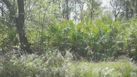Forest with Ferns NE Stock Footage 94154166