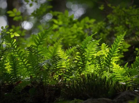 Forest ferns Stock Photos