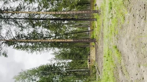 A forest with a few trees that have been cut down Stock Footage 280337847