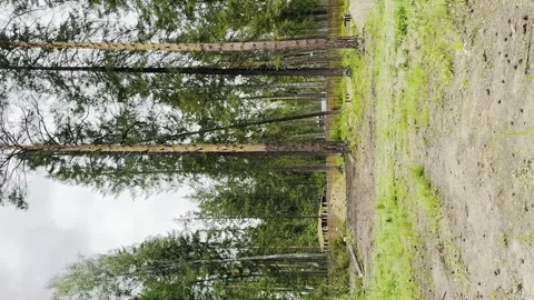 A forest with a few trees that have been burned Stock Footage 283488769