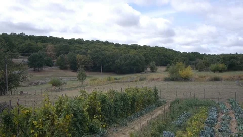 Forest, field and vineyards. Stock Footage 80248618