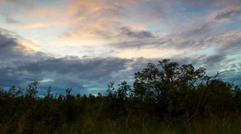Forest field at dusk Stock Footage 42441613
